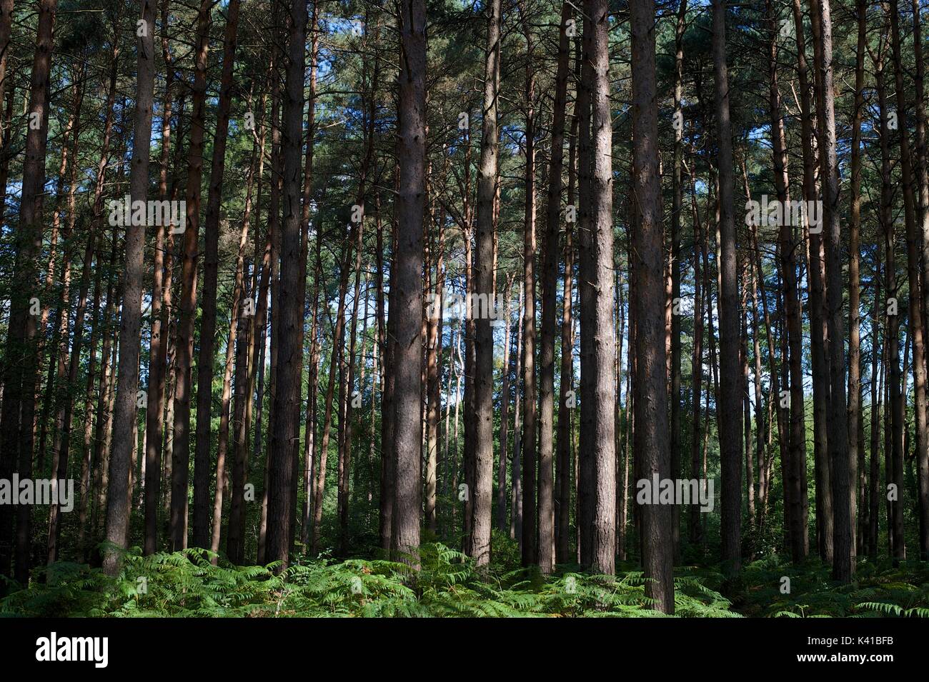 In the Forest Stock Photo - Alamy