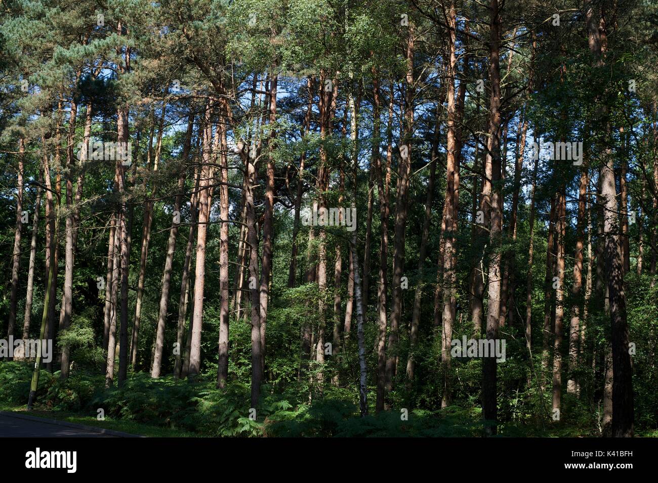 In the Forest Stock Photo - Alamy