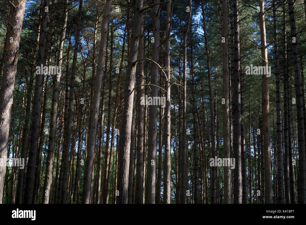 In the Forest Stock Photo - Alamy