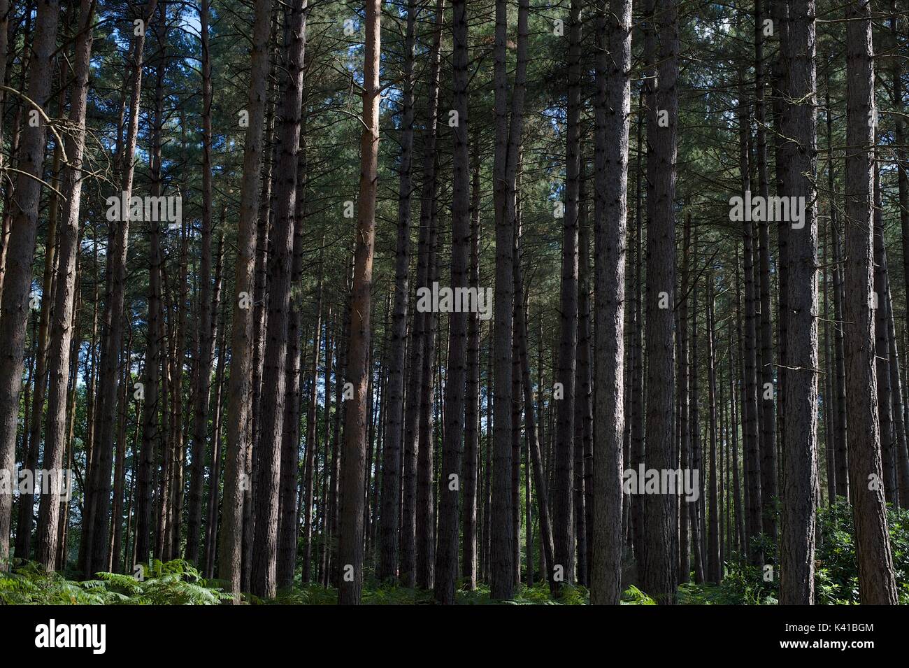 In the Forest Stock Photo - Alamy
