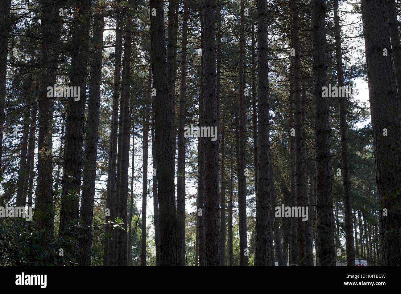 In the Forest Stock Photo - Alamy