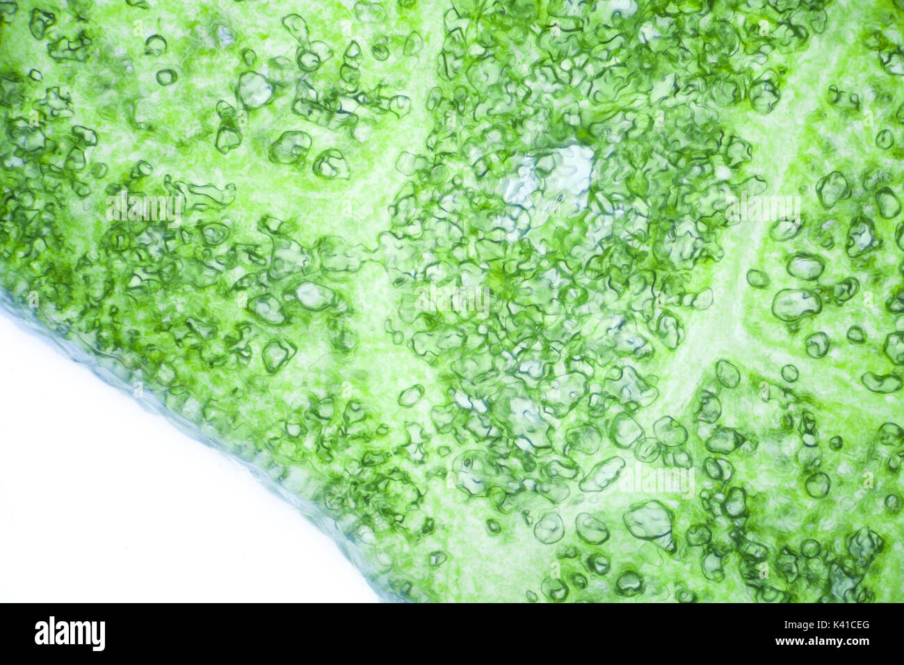 Lettuce cells under microscope, magnification x 100 Stock Photo Alamy