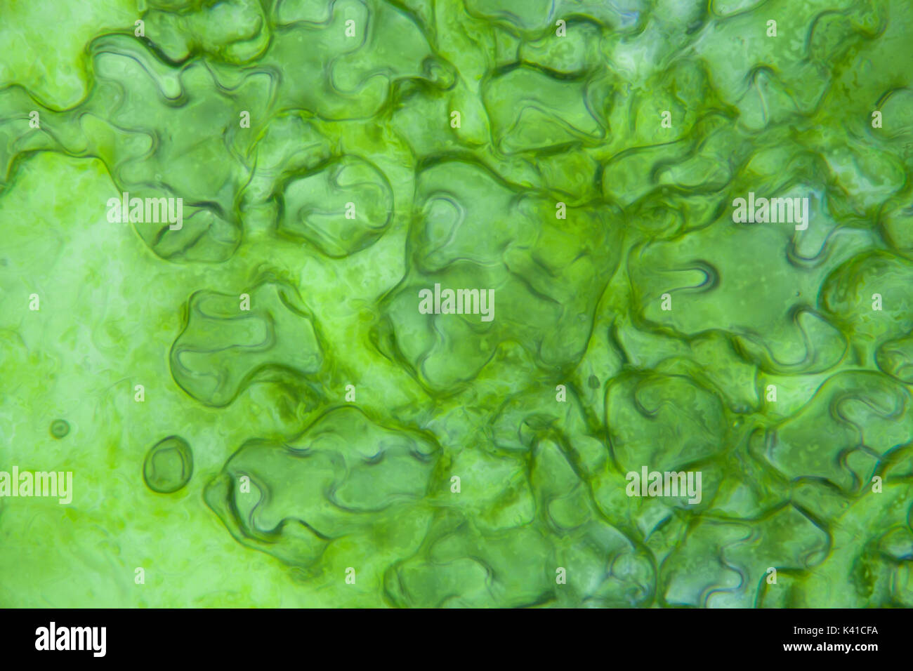 Lettuce cells under microscope, magnification x 400 Stock Photo