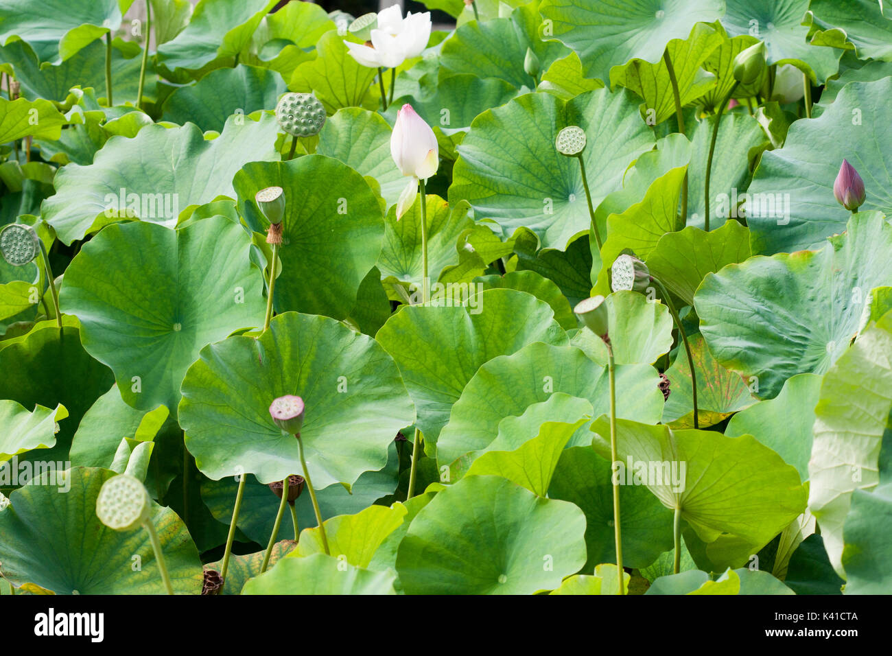 Lotus plants growing in pond Stock Photo