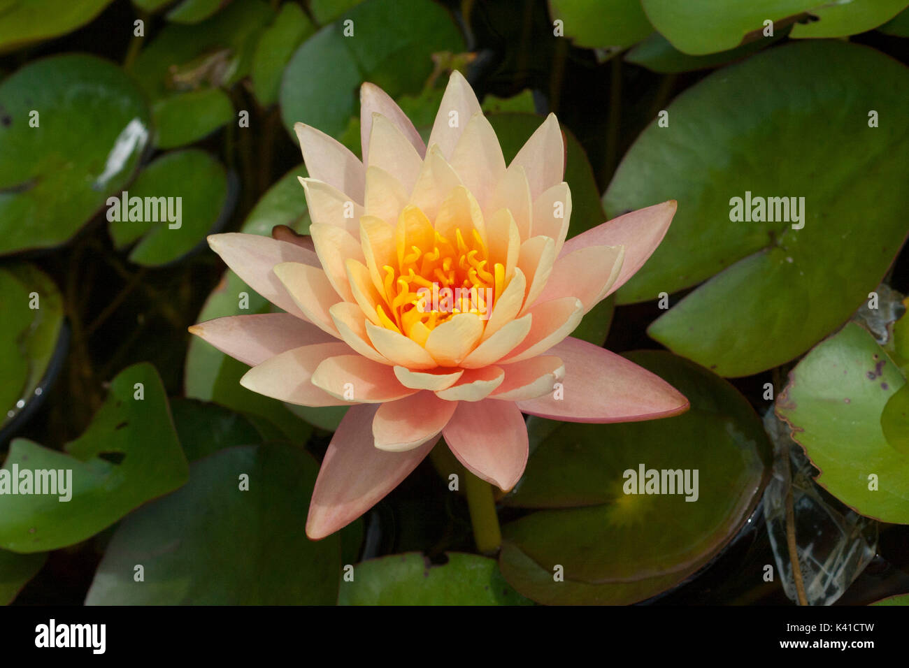 water lilies at the museum , water garden, park and Nursery of Labour-Marliac at Le Temple-Sur-Lot. 47110 France Stock Photo