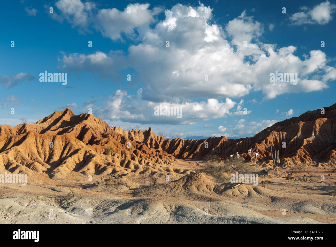 big cactuses in red desert, tatacoa desert, colombia, latin america, clouds and sand, red sand in desert Stock Photo