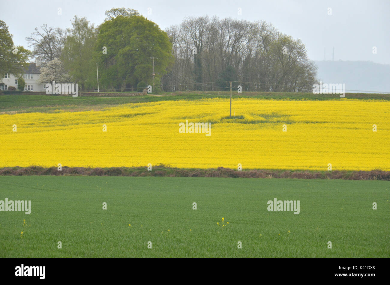 Farm fields with brilliant yellow crops nearly ready for harvesting