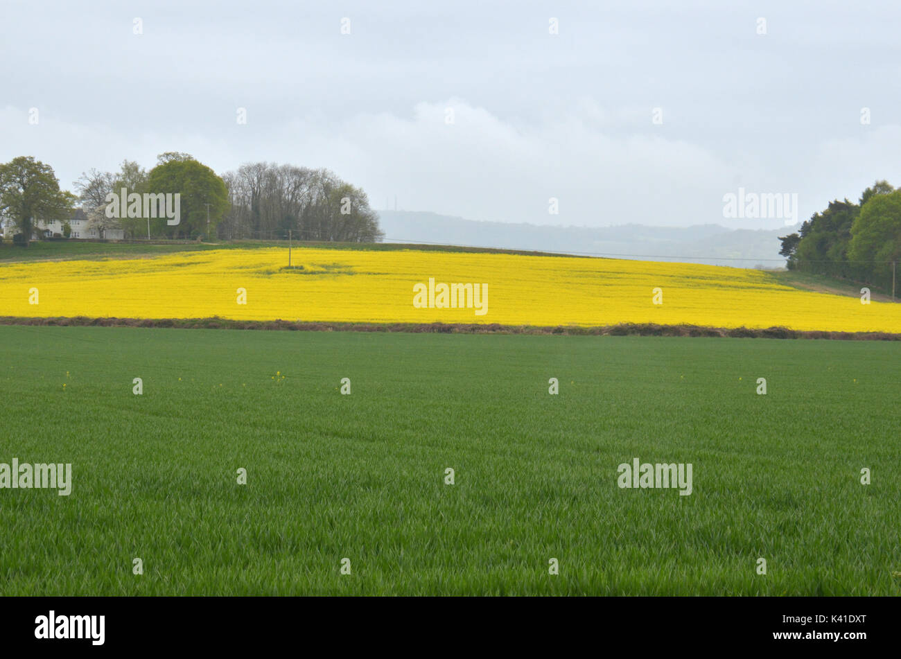 Farm fields with brilliant yellow crops nearly ready for harvesting