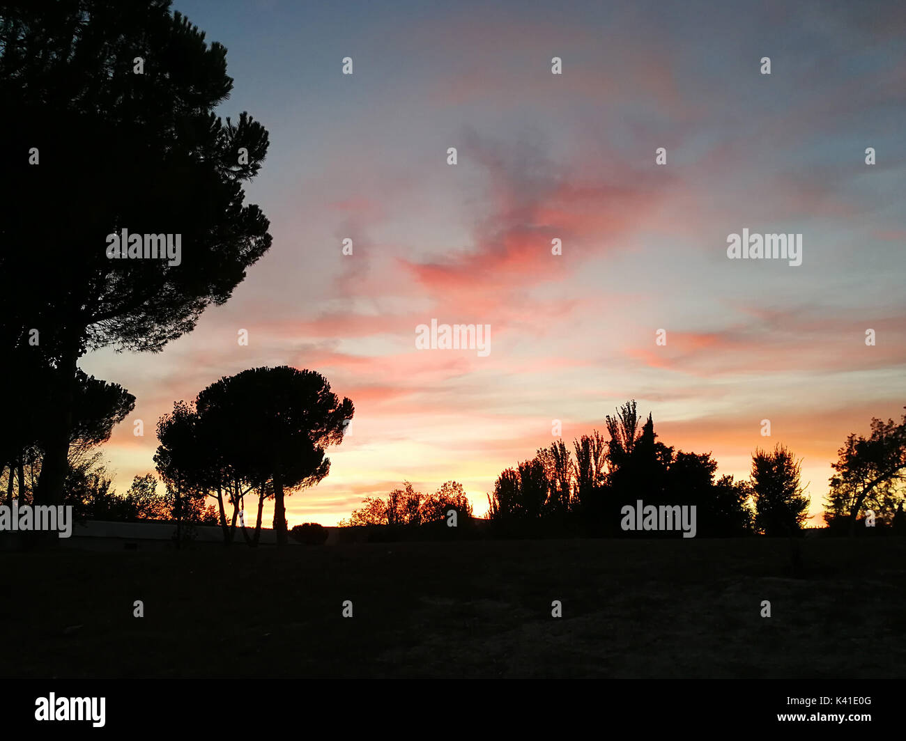 Delicate silhouettes of trees hi-res stock photography and images - Alamy