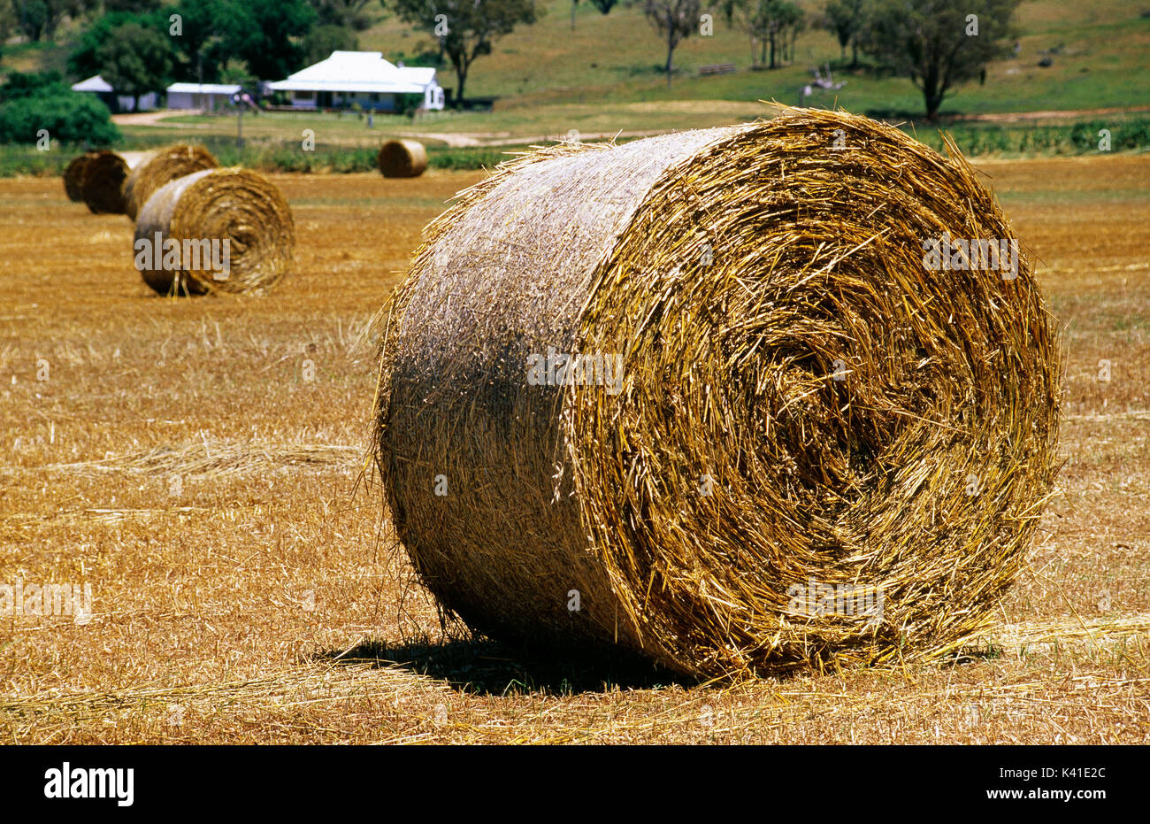 round bale of hay Stock Photo Alamy