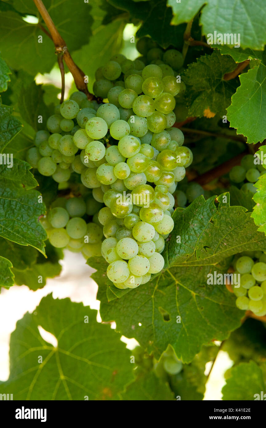 white grapes bunch Stock Photo Alamy