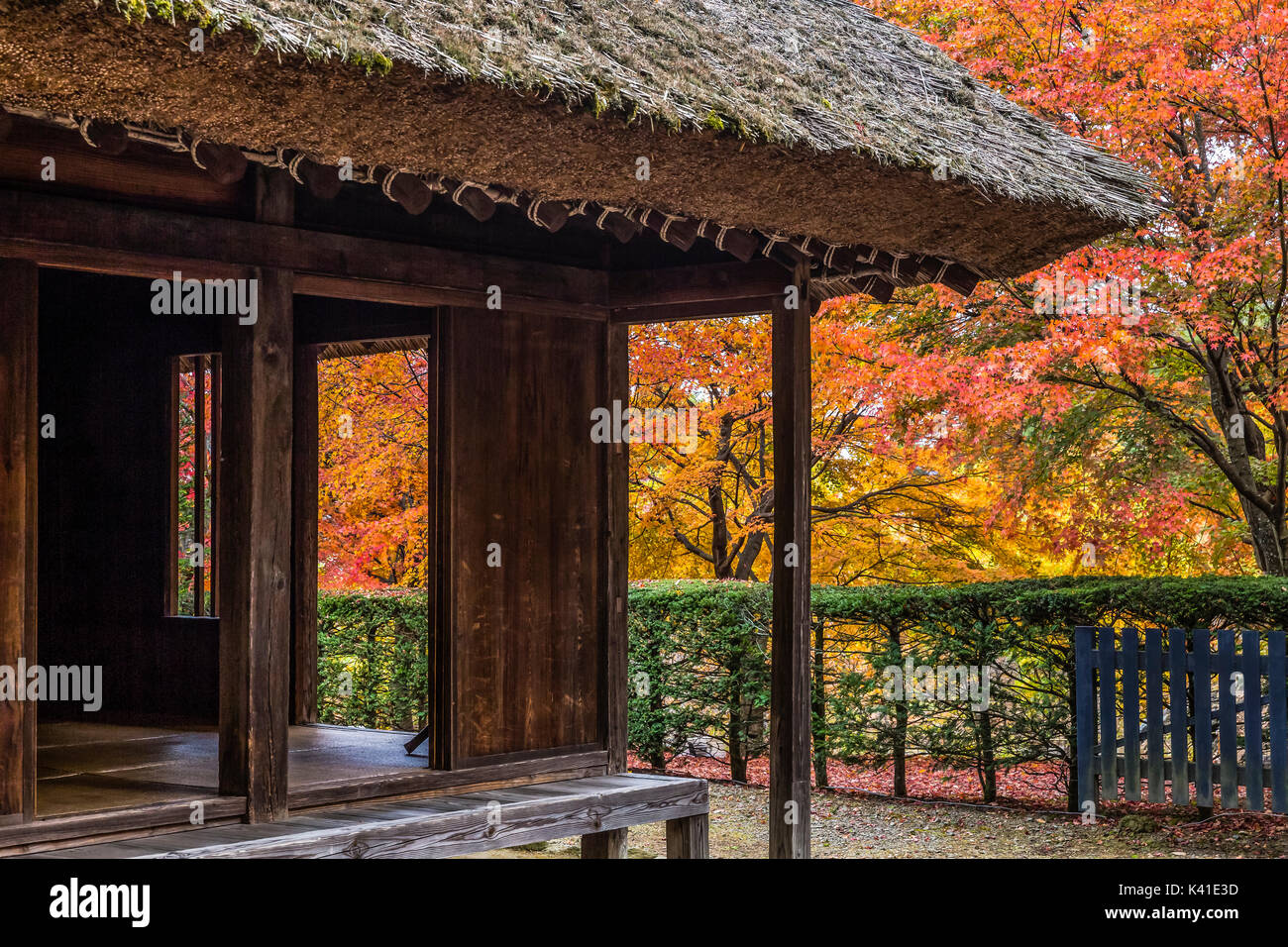 Autumn Leaves at Oshino Village, Yamanashi Prefecture, Japan Stock Photo