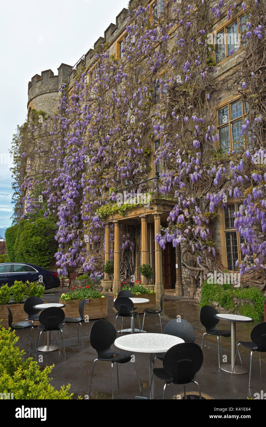 The wisteria in full bloom covering the front of the Castle Hotel in Castle  Green, Taunton, Somerset Stock Photo - Alamy
