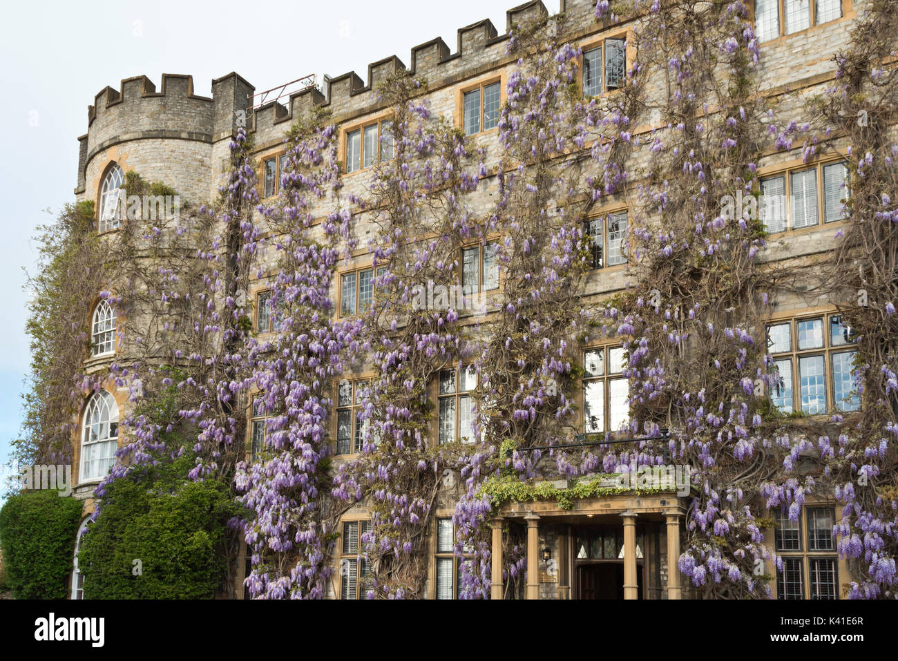 The wisteria in full bloom covering the front of the Castle Hotel in Castle  Green, Taunton, Somerset Stock Photo - Alamy