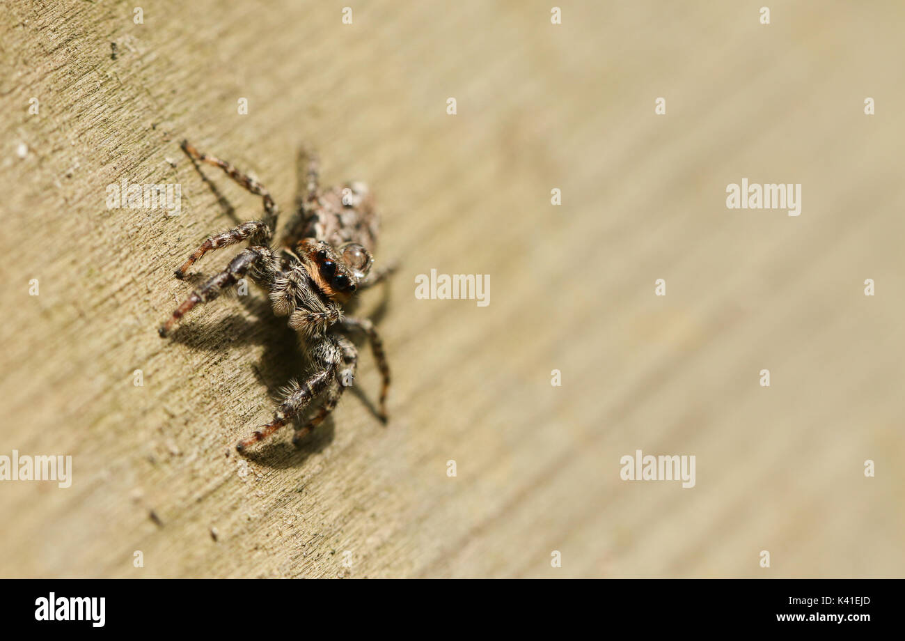 A Jumping Spider (Marpissa muscosa) with a water droplet on its head Stock  Photo - Alamy, image size:1300x920