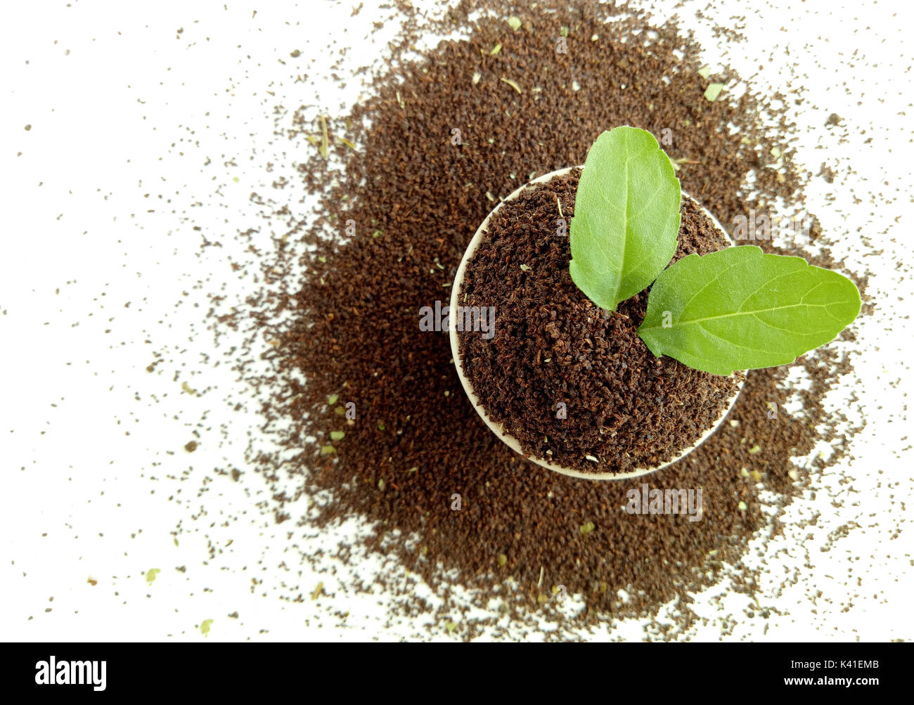 Tea Leaves with Basil Leaf Stock Photo Alamy