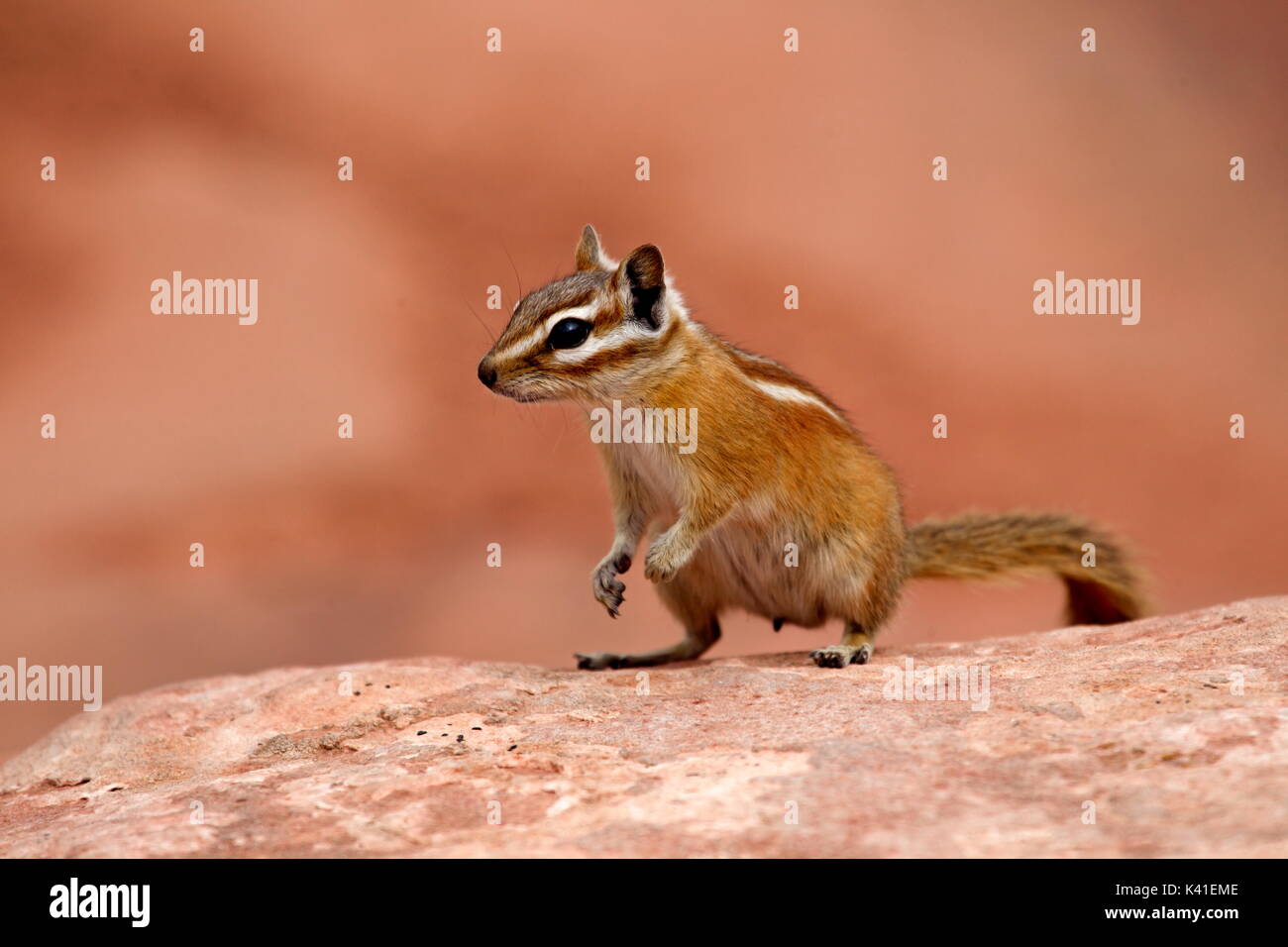 Soil squirrel in Grand Canyon National Park, USA Stock Photo
