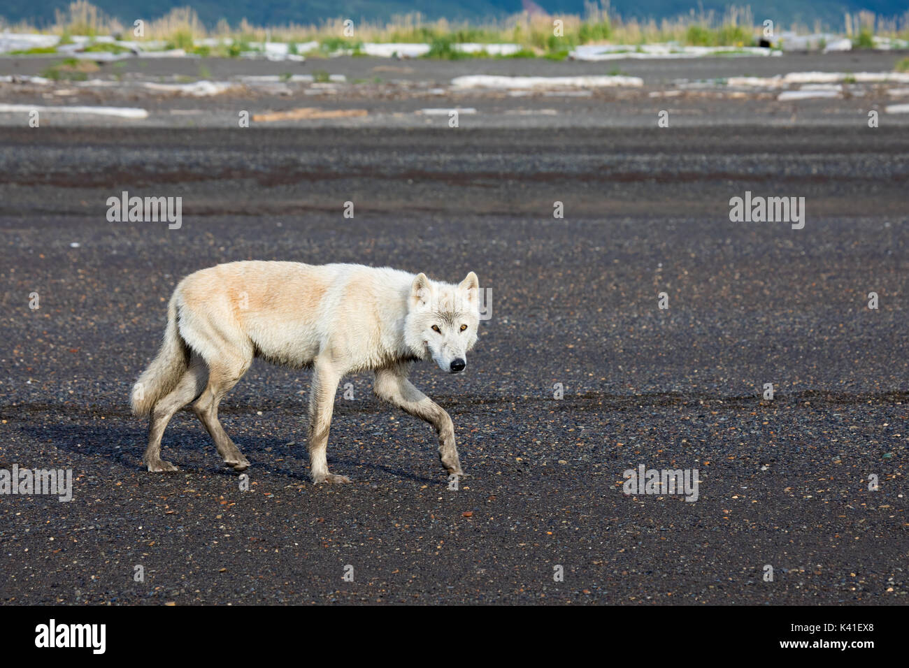 wild white wolf Stock Photo