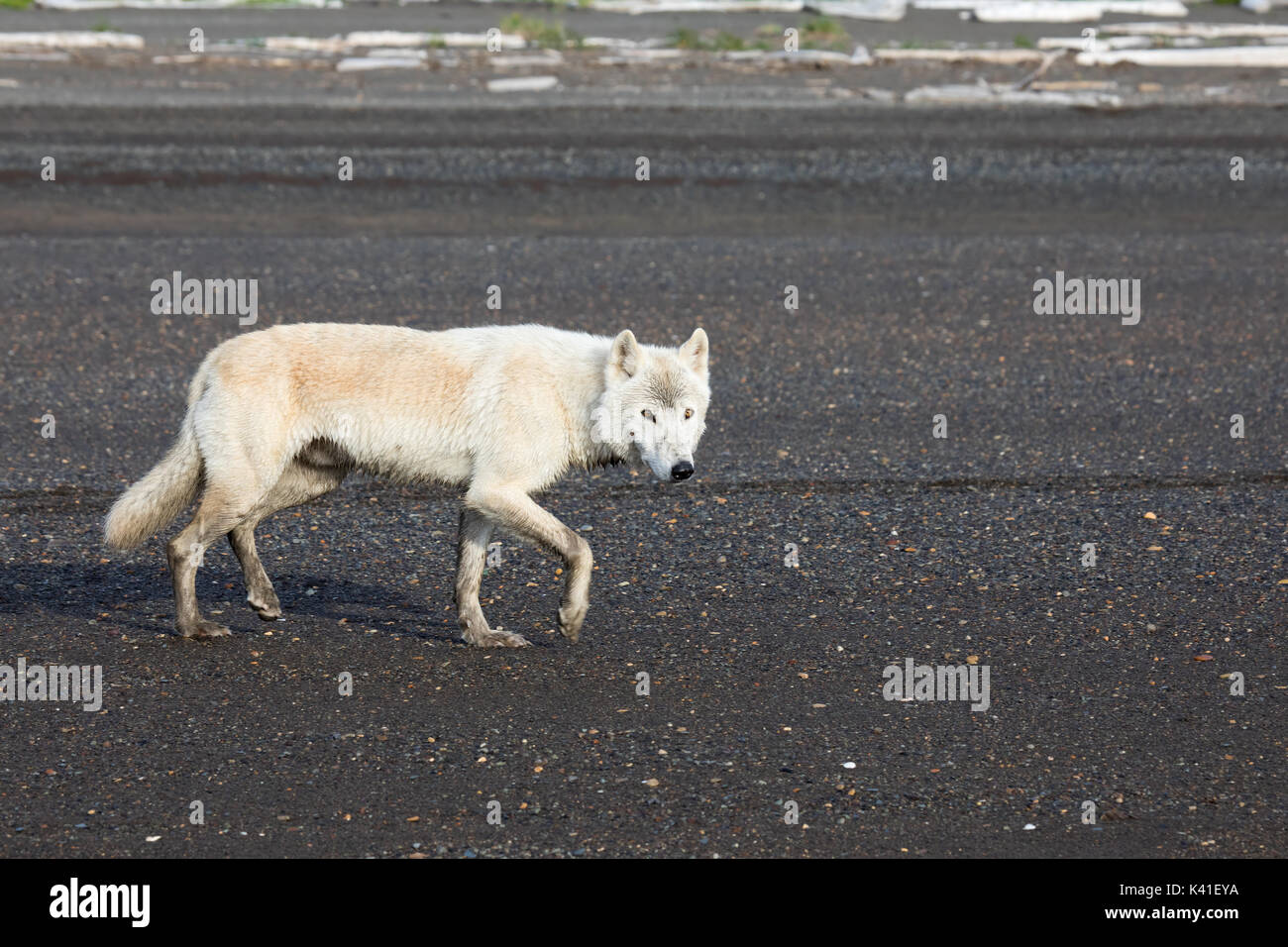 wild white wolf Stock Photo