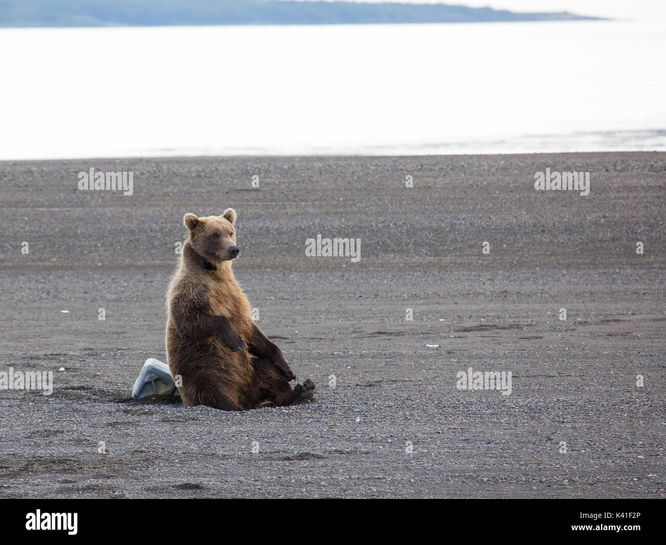 coastal brown bear, Katmai National Park and Preserve, Alaska Stock Photo