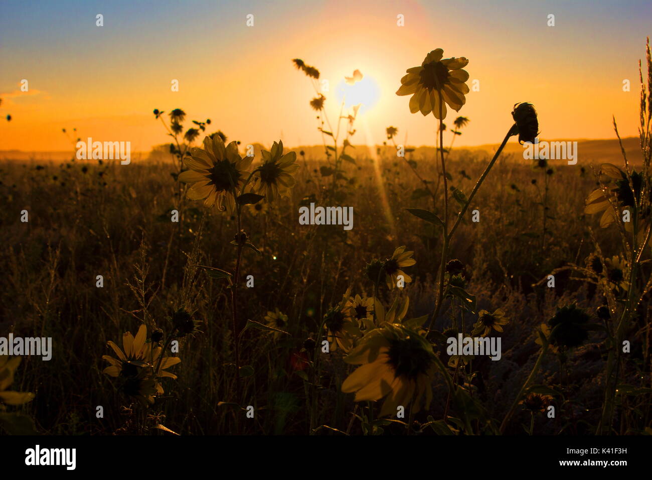 Sunflowers in the light of the rising sun, USA Stock Photo - Alamy