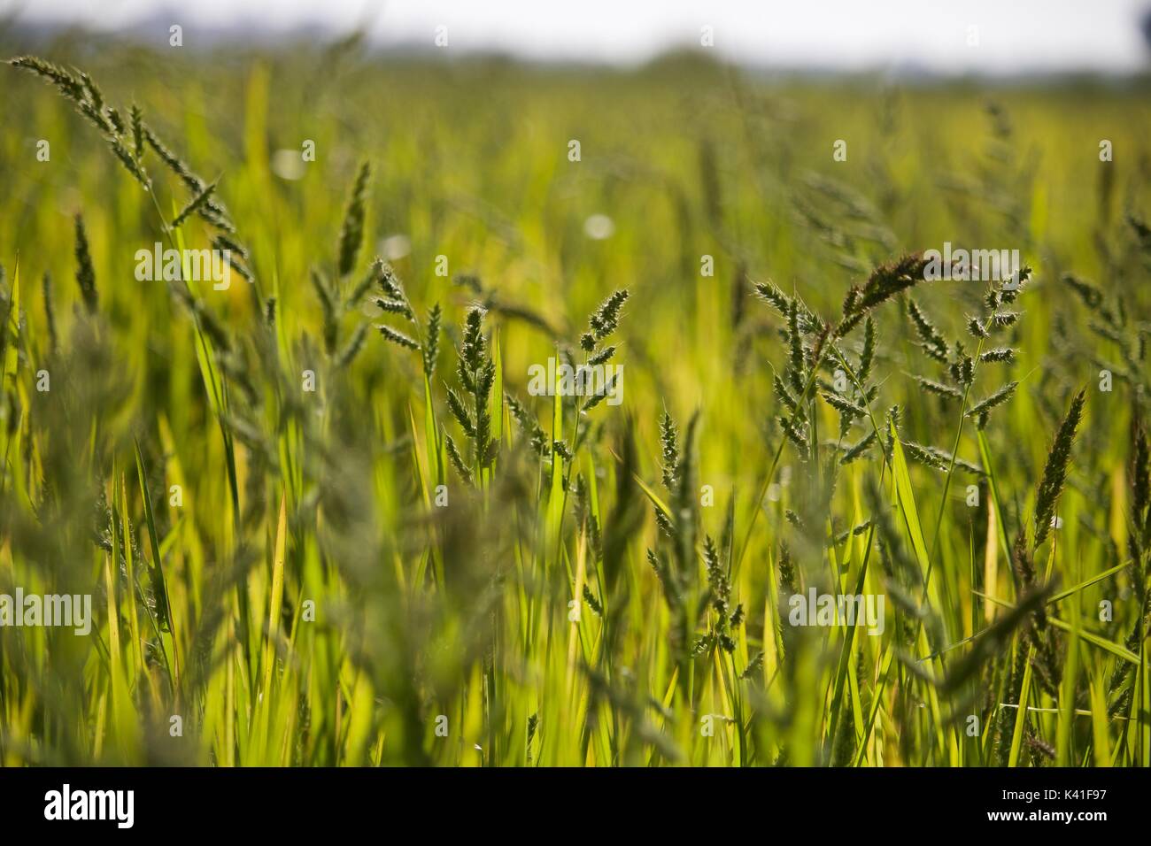 Arrozais no Alentejo Stock Photo