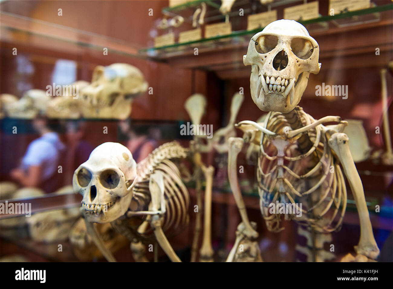 National Museum of Natural History, Paris, France Stock Photo