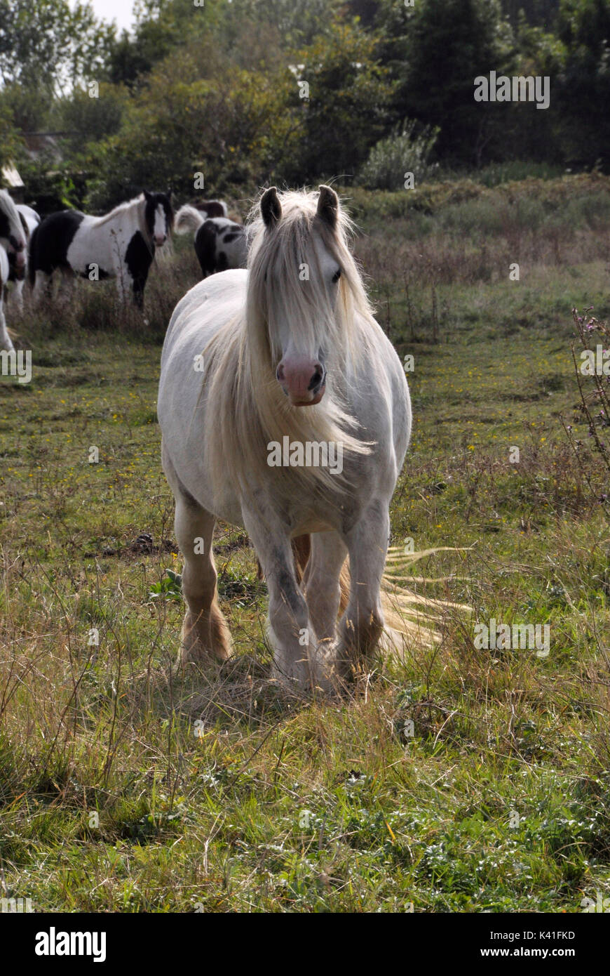 white horse walking towards camera Stock Photo Alamy