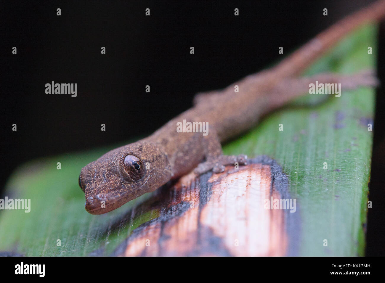 Common house gecko hires stock photography and images Alamy