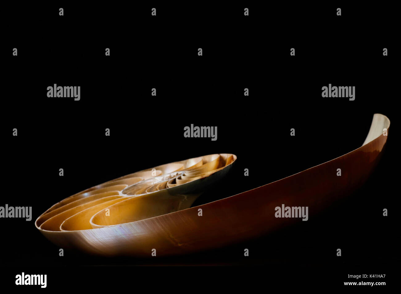 Nautilus shell cut in half Stock Photo Alamy