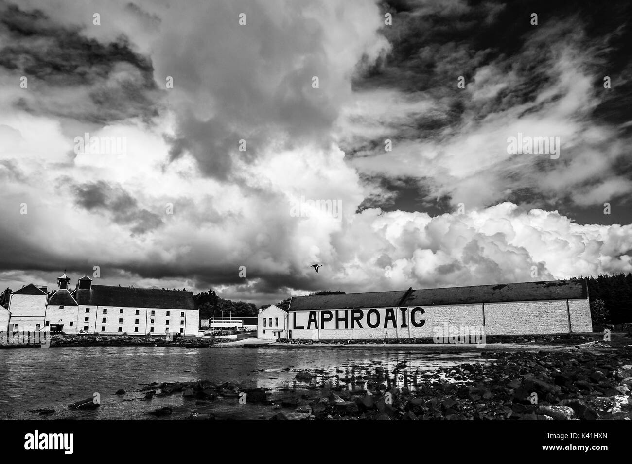 Black and white image of an Oystercatcher flying over the water in front of the Laphroaig Distillery set beneath a dramatic cloud formation Stock Photo