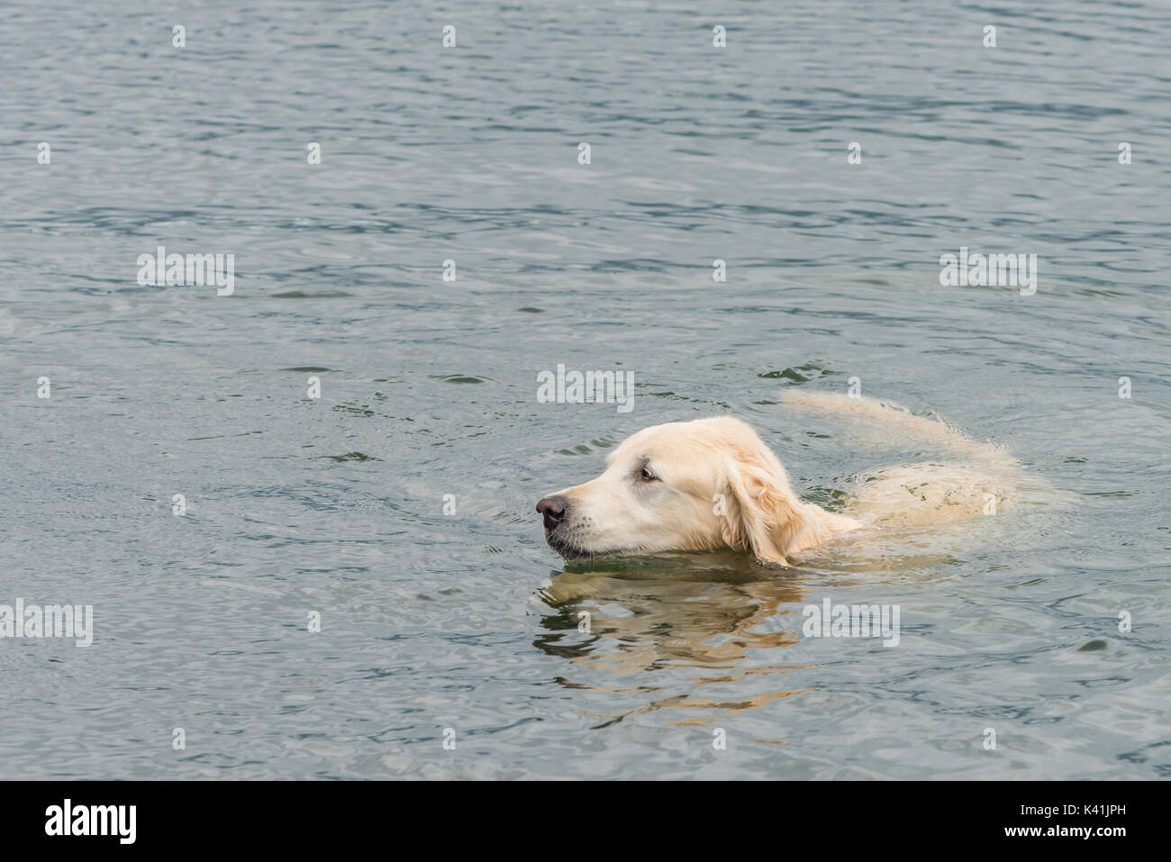 Golden retriever lake hi-res stock photography and images - Alamy