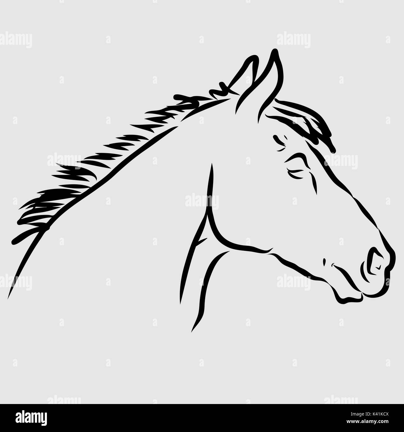 Hand drawn head of a Lipizzan horse, line drawing Stock Vector