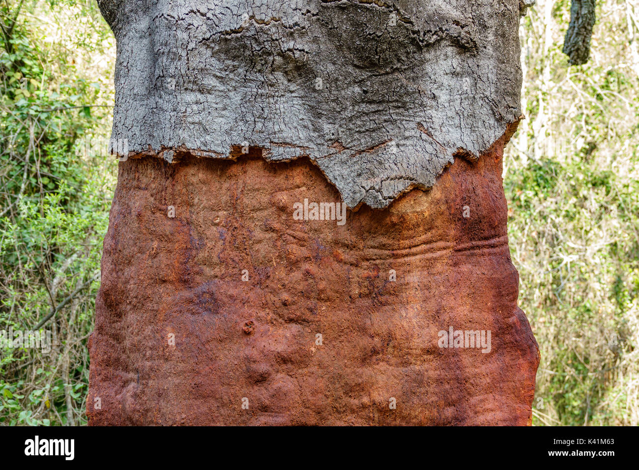 Stripped Cork Tree trunk Stock Photo Alamy