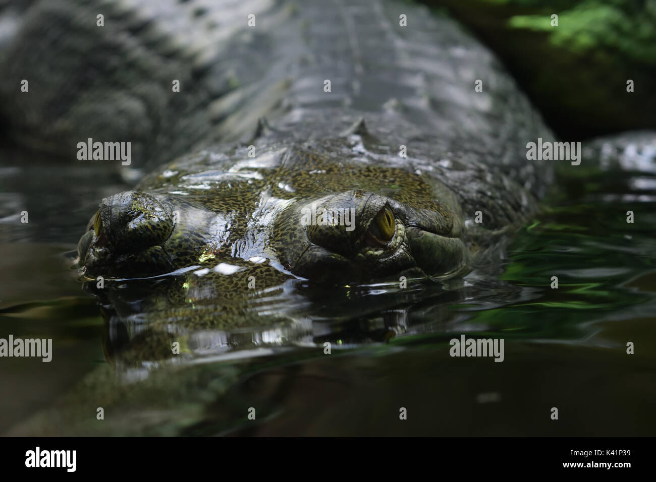 Close up of eyes and body of gharial (gavial) in water Stock Photo