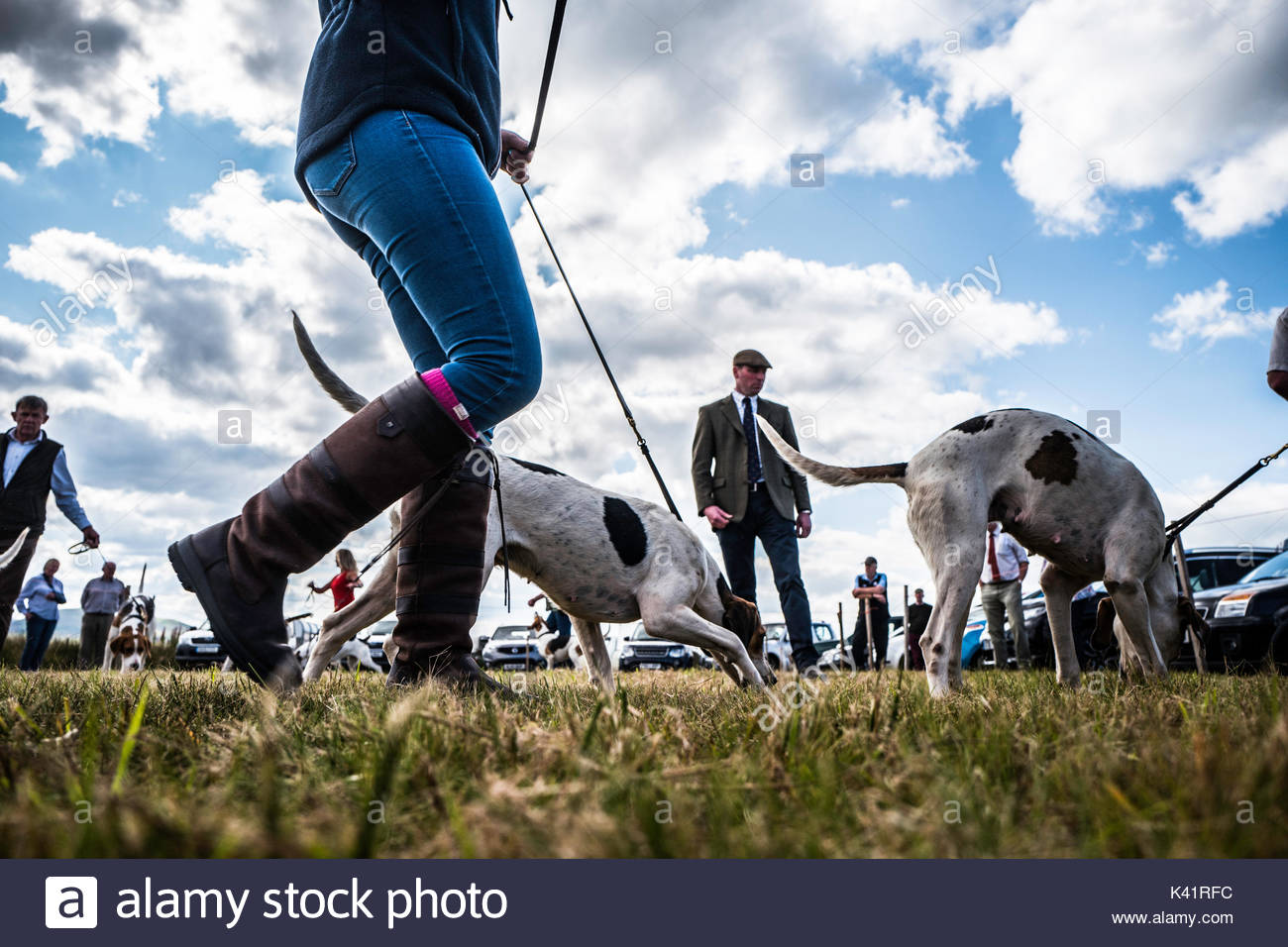 penny meadow whippets