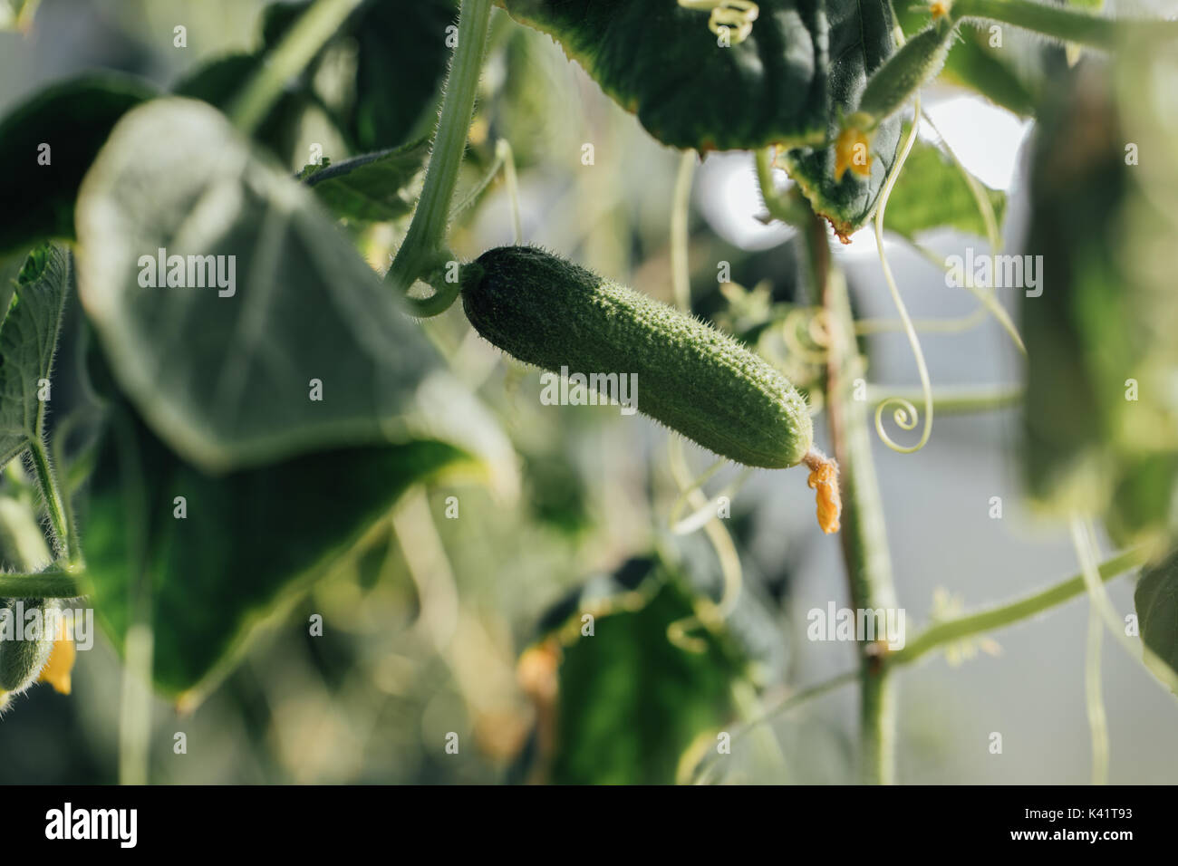 Cucumber in the greenhouse. Stock Photo