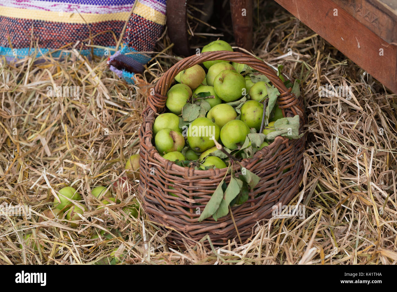 basket with green apples on the hay Stock Photo