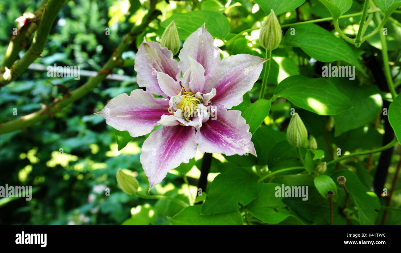 flower, blossom, Clematis Piilu, garden, purple, violet, white, summer, spring Stock Photo