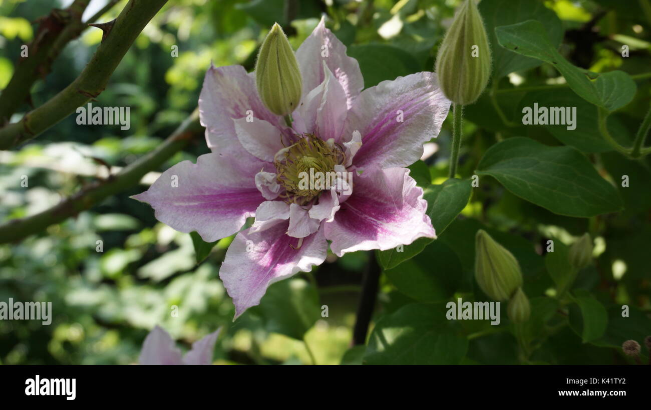 flower clematis piilu summer garden Stock Photo