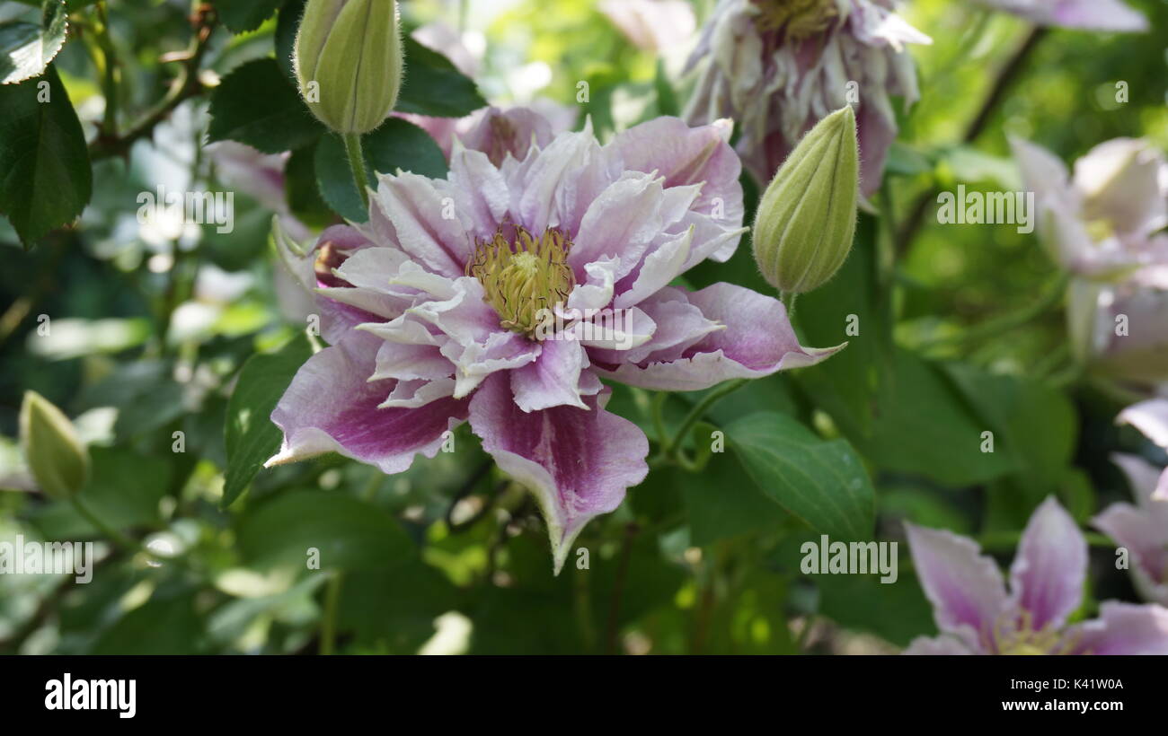 flower clematis piilu summer garden Stock Photo