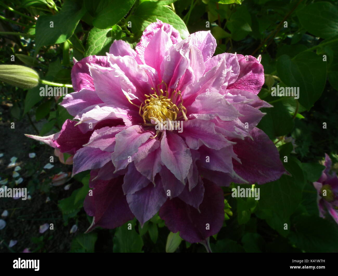 flower purple white clematis piilu summer garden Stock Photo