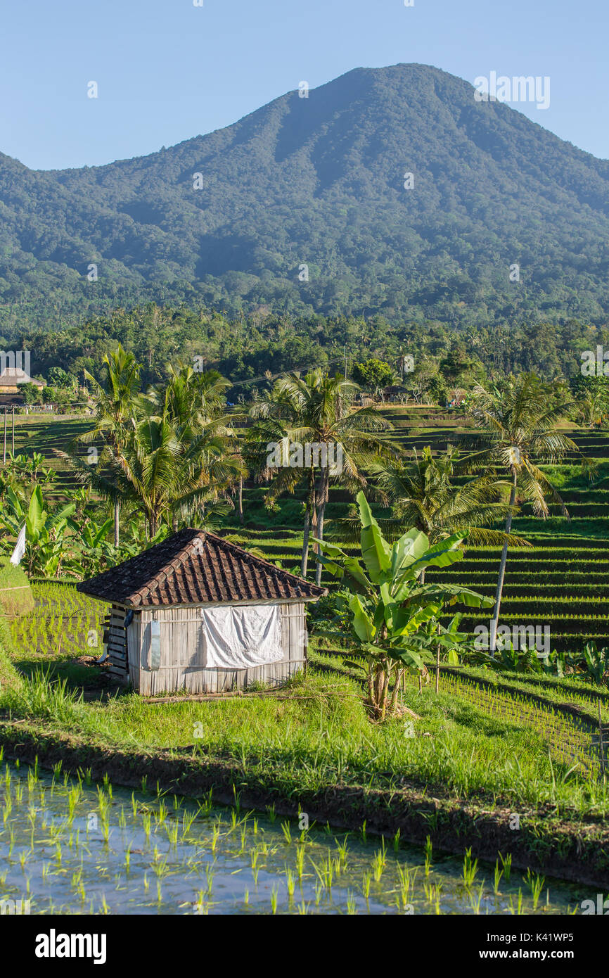 Beautiful Jatiluwih Rice Terraces in Bali, Indonesia Stock Photo