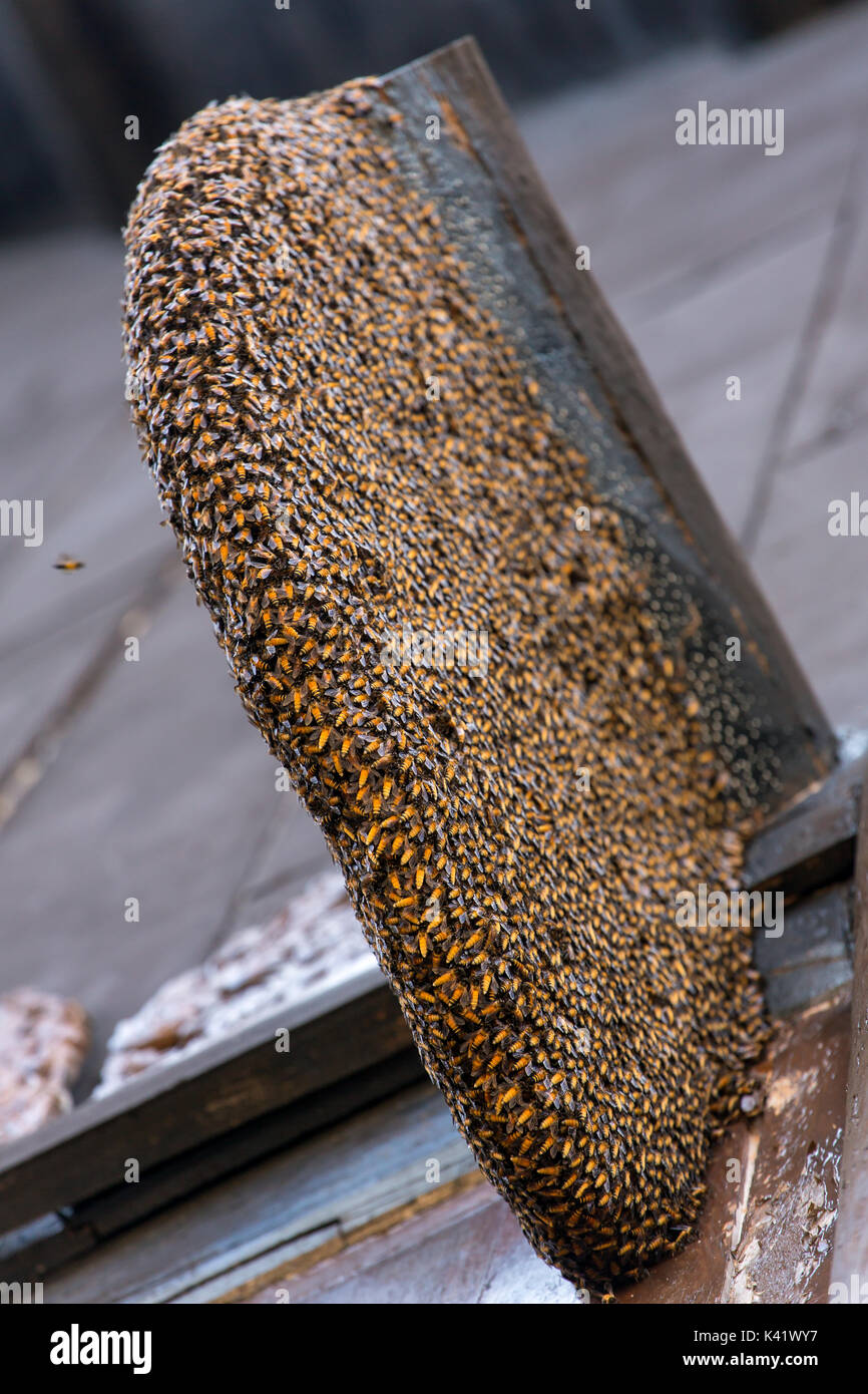 Nest of wild bees on house Stock Photo