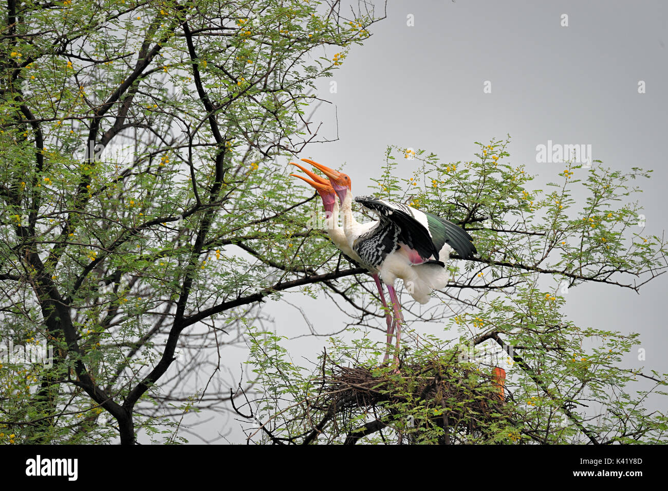 Pair of painted storks looking up with open beaks Stock Photo