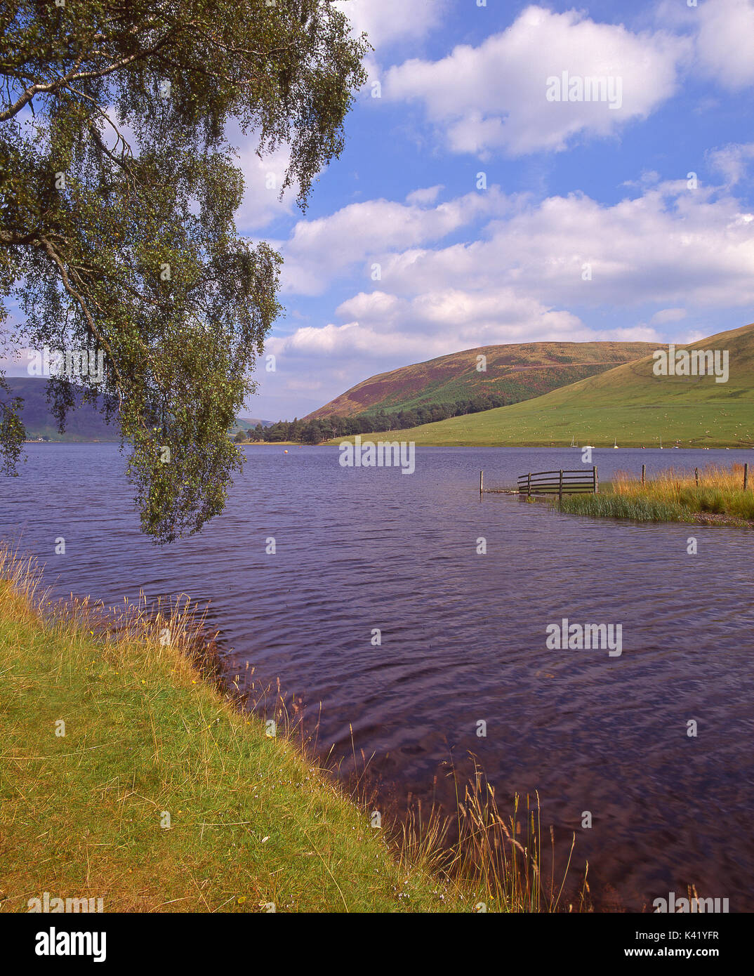 Beautiful summer view from the west shore of St Marys Loch, north east of Moffat, Scottish Borders Stock Photo