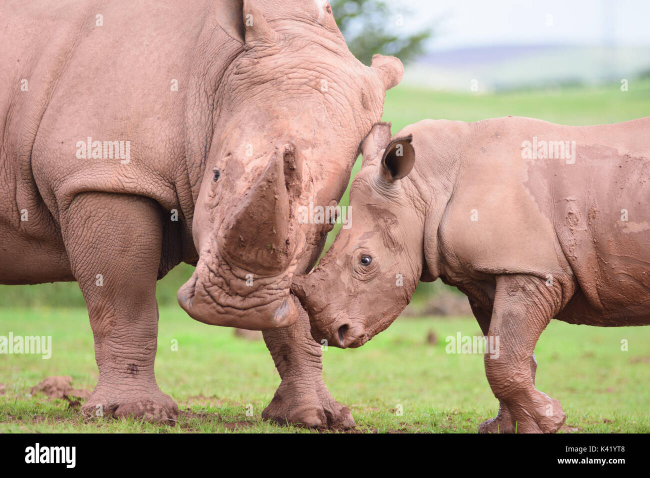 Special measures zoo hires stock photography and images Alamy