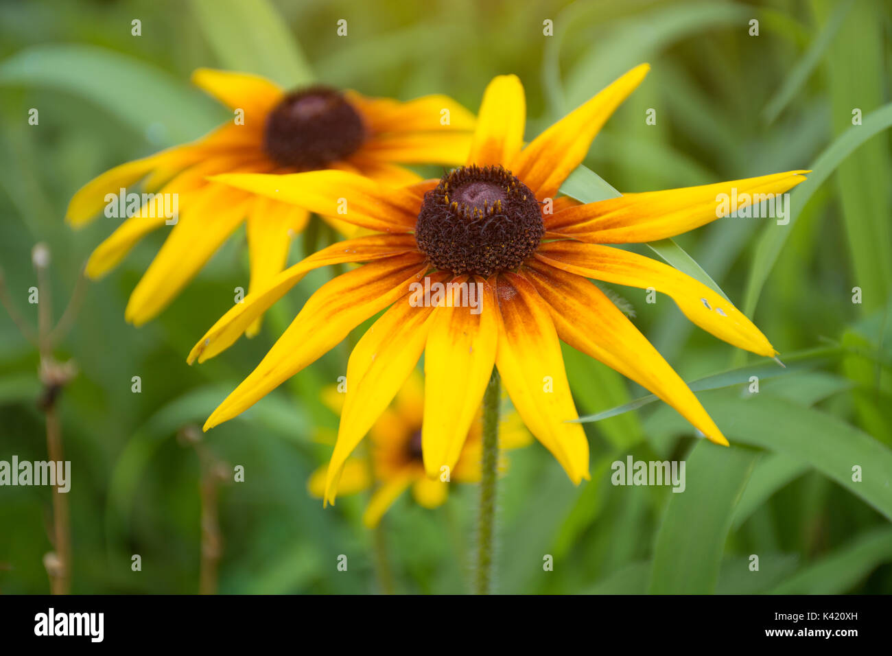 Bright yellow rudbeckia or Black Eyed Susan flowers in the garden Stock Photo