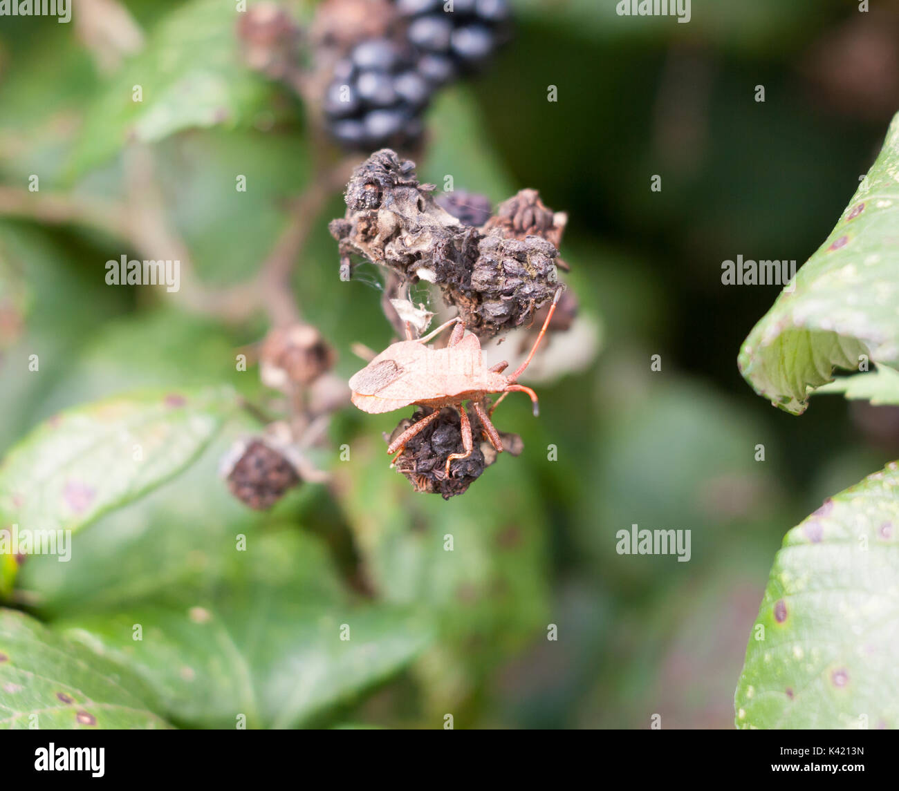big dock bug on blackberries outside Coreus marginatus; Essex; England; UK Stock Photo