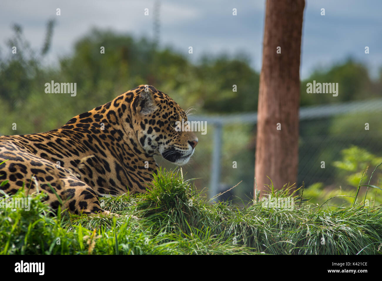 Special measures zoo hi-res stock photography and images - Alamy